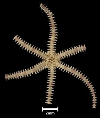 Media type: image;   Invertebrate Zoology OPH-4798 Description: Bottom up view of single ophiuroid specimen with a scale bar.;  Aspect: ventral